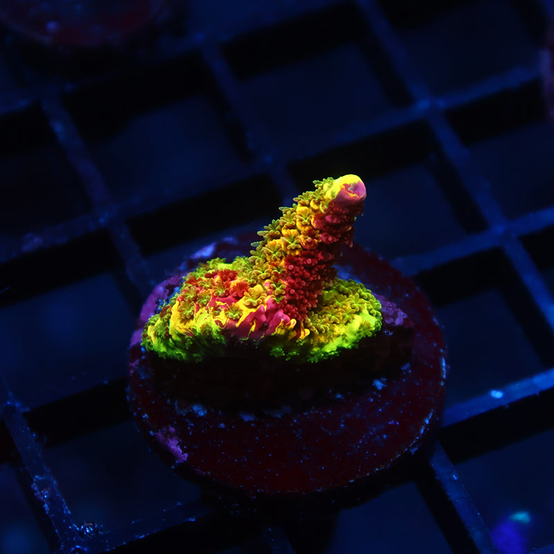 RRC Rainbow Splice