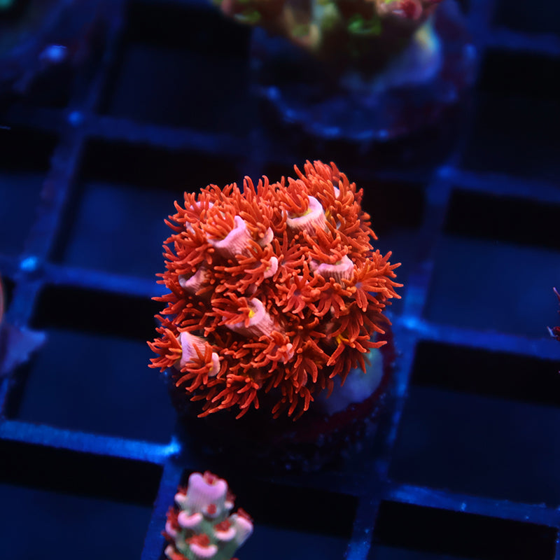 TCK Cherry Bombs Tenuis