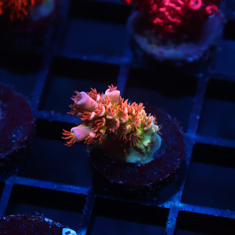 TCK Insano Rainbow Tenuis