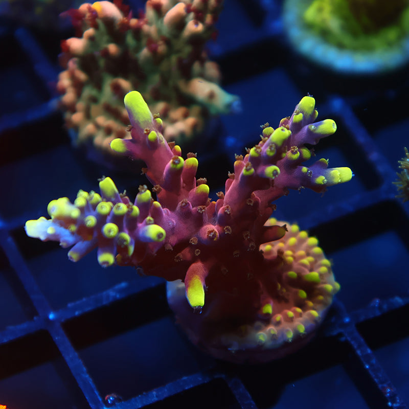TCK New Dragon Acro