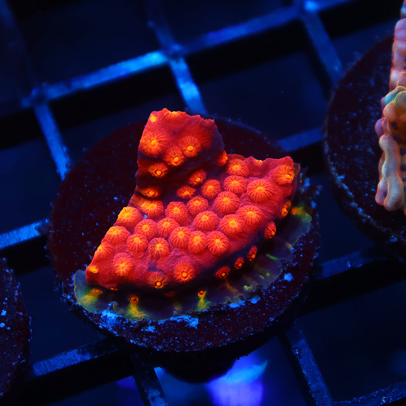 TCK Rainbow Abstract Cyphastrea