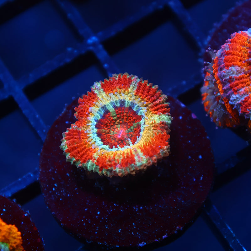 CC OG Rising Sun Acan Lord
