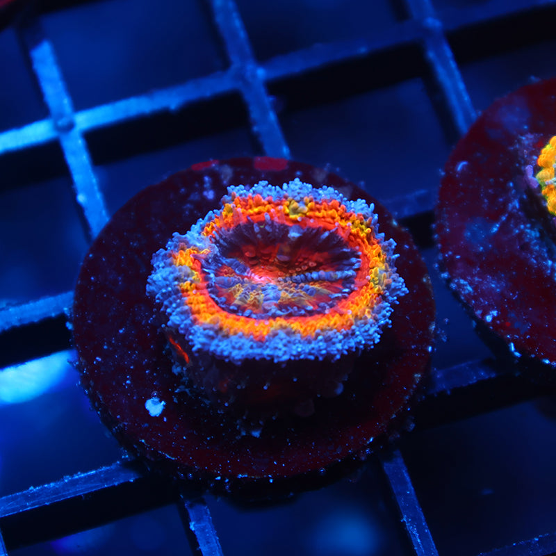 TCK Quantum Realm Acan Lord