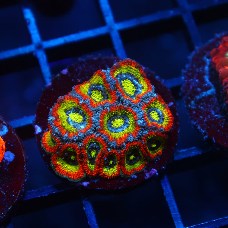 TCK HG Micromussa