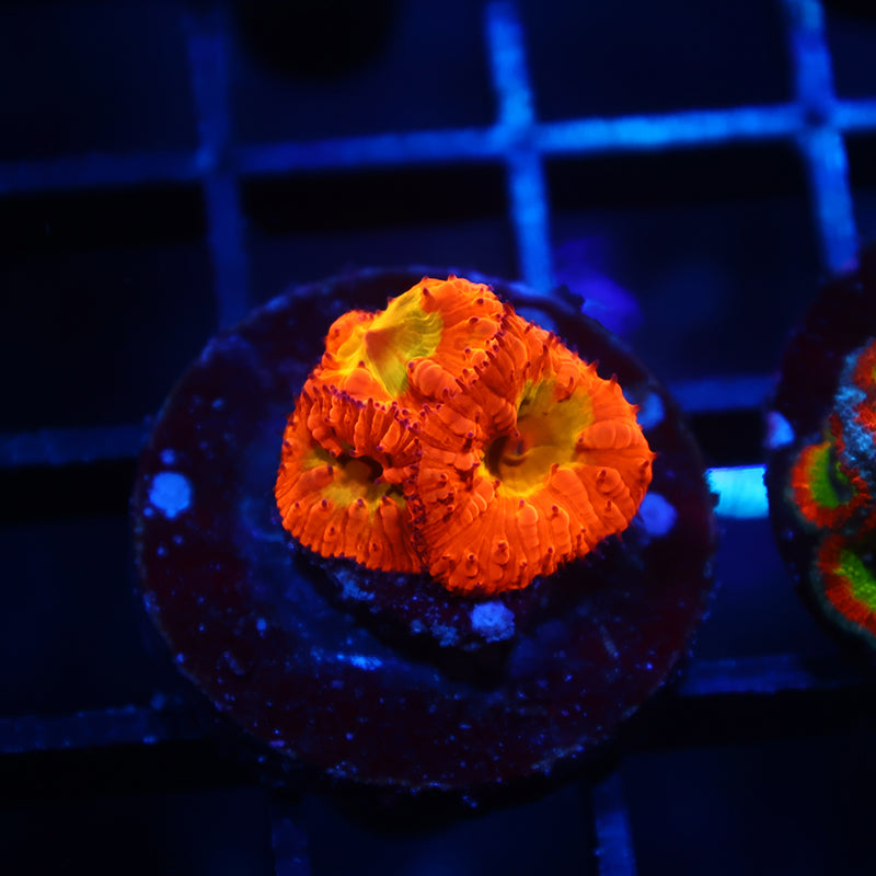 WWC OG Rainbow Blasto