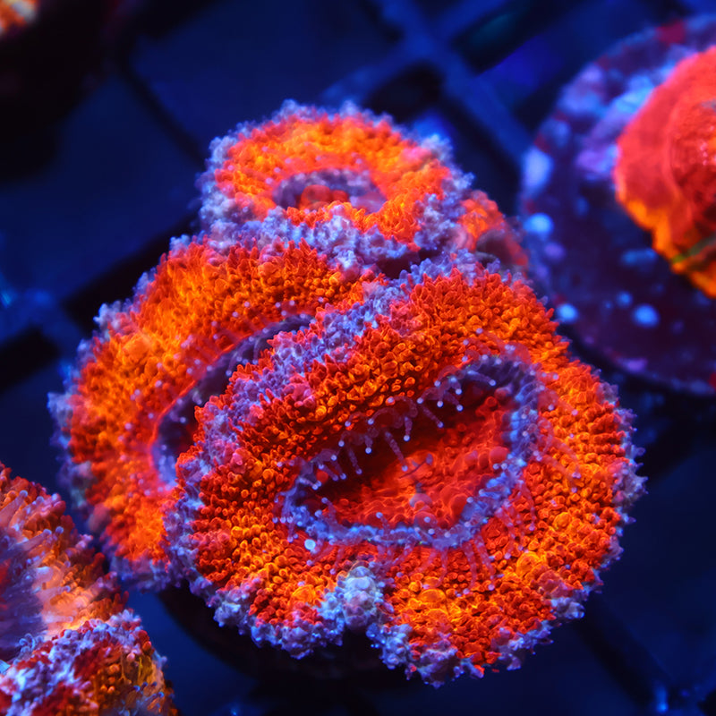 Lg TCK Red Rainbow Acan Lord