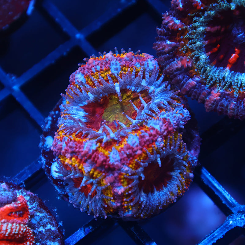 TCK Insanity Rainbow Acan Lord