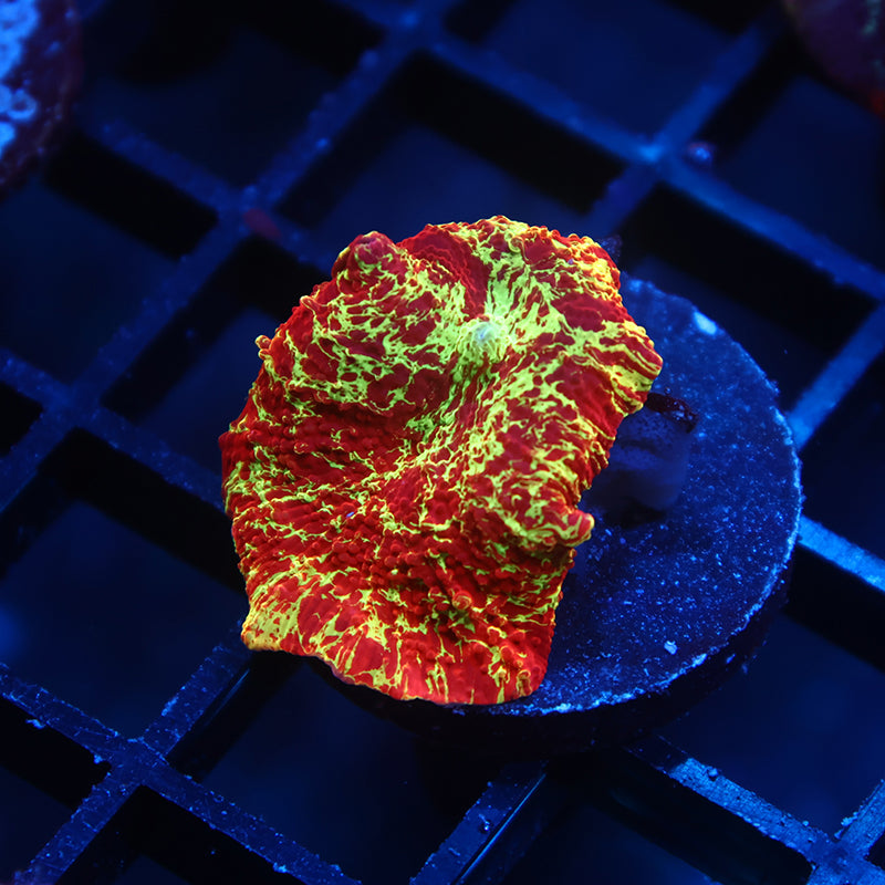Crazy Mythical Coral's Eclectus Bounce Mushroom