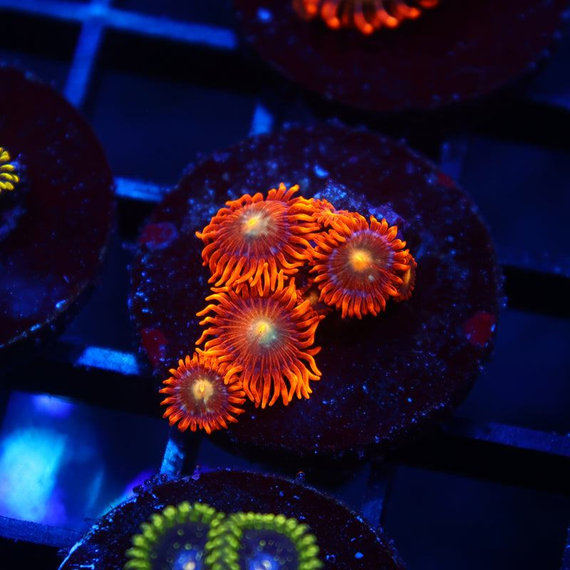 TCK Tangerines