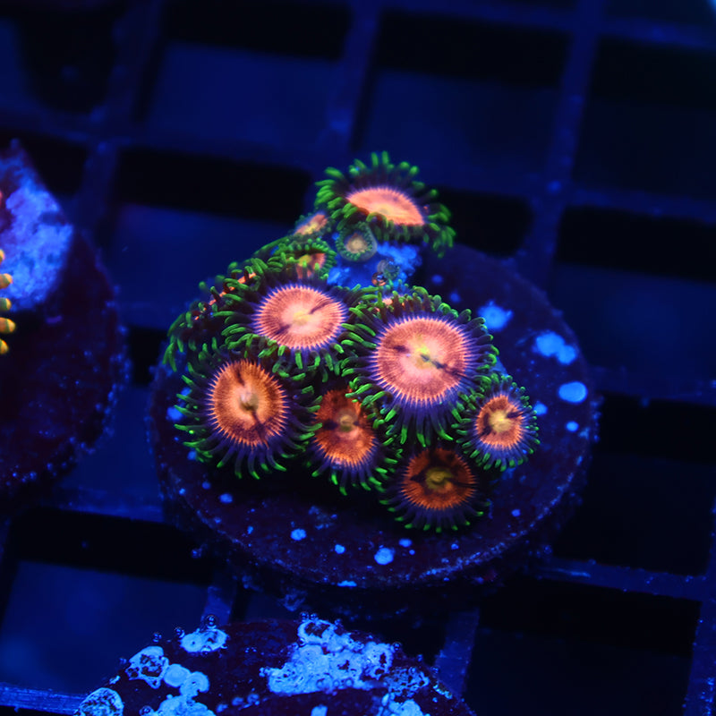Laser Lemons