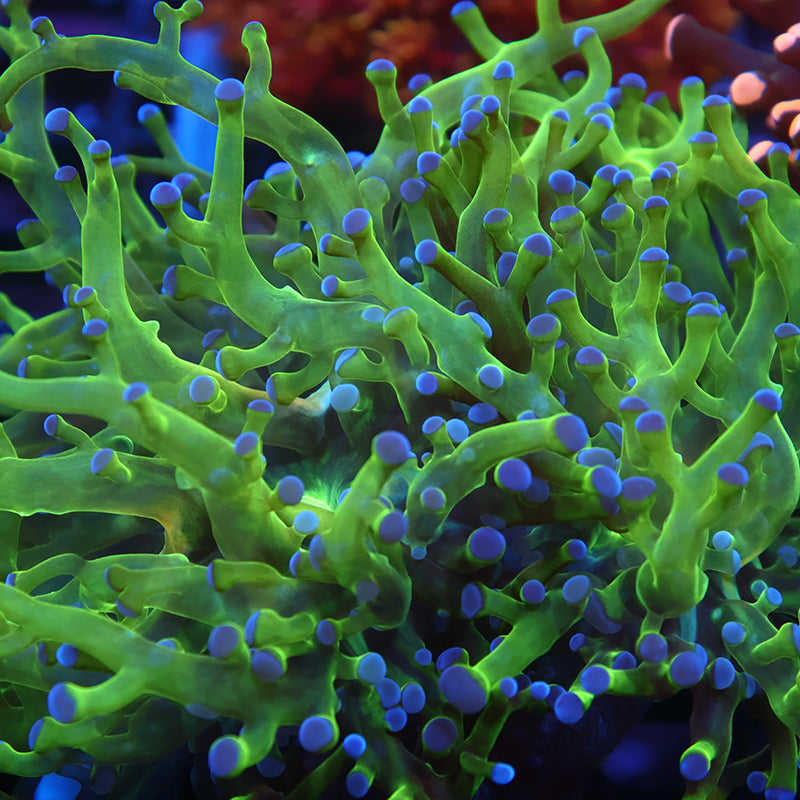 TCK Branching Green and Purple Frogspawn