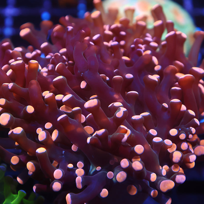 TCK Branching Peach Frogspawn