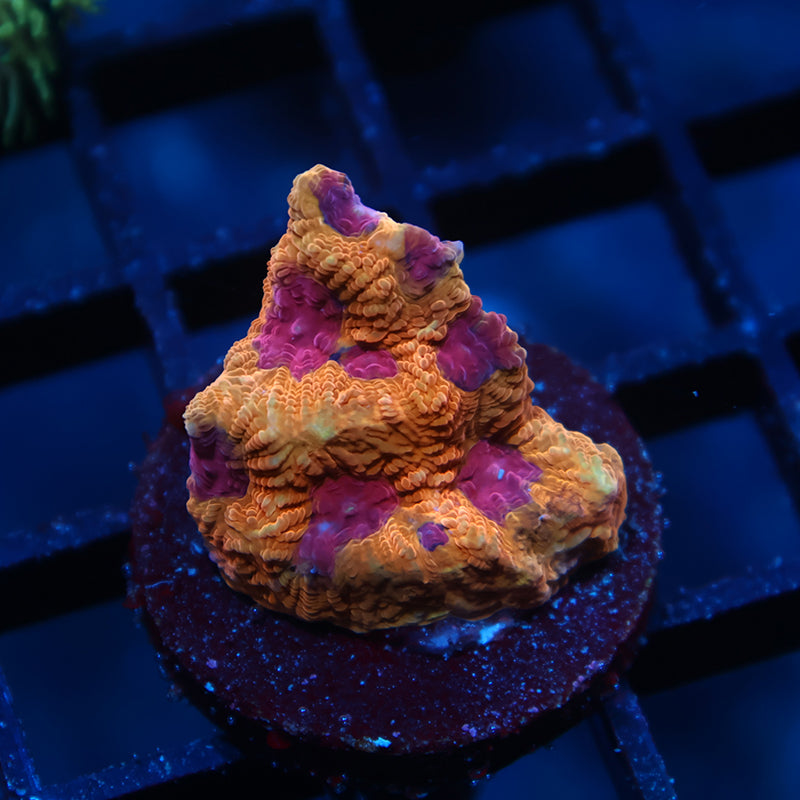 TCK Orange Jester Favia