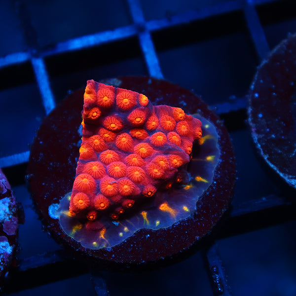 TCK Rainbow Abstract Cyphastrea
