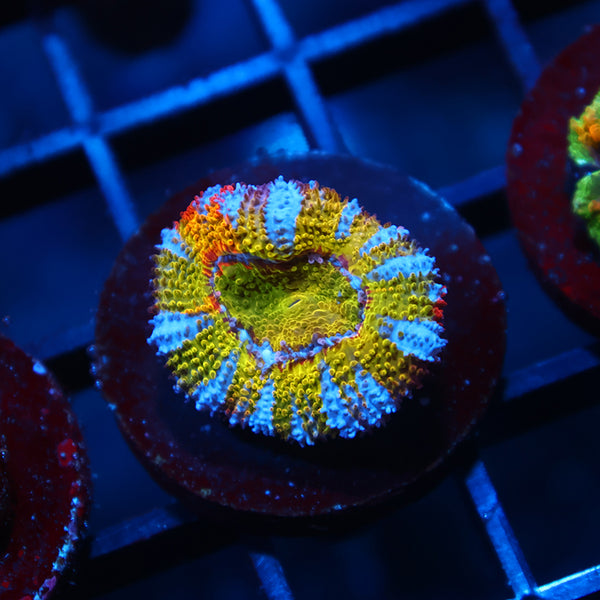 TCK Grafted Insanity Rainbow Acan Lord