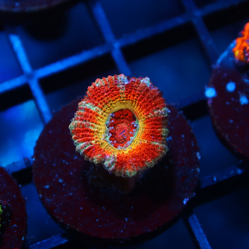 CC OG Rising Sun Acan Lord