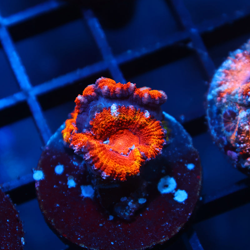 TCK Fluffy Rainbow Acan Lord
