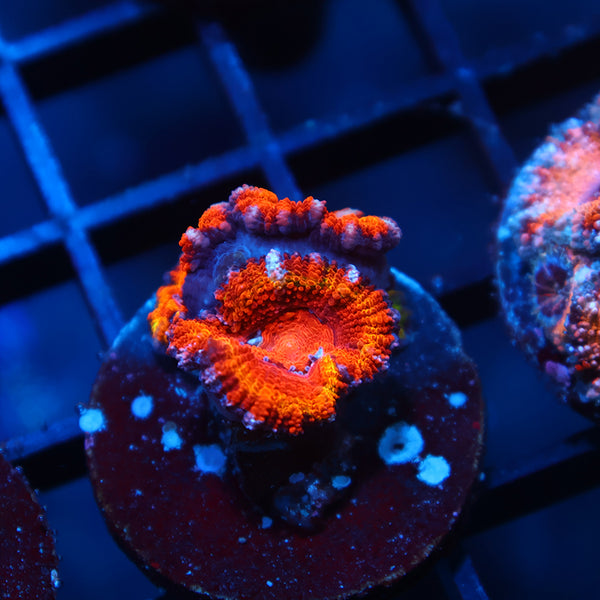 TCK Fluffy Rainbow Acan Lord