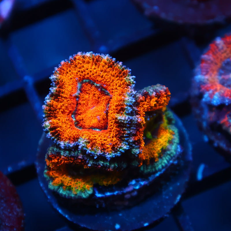TCK Awesome Orange Acan Lord
