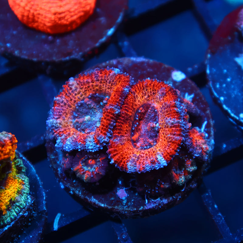 TCK Solar Storm Acan Lord