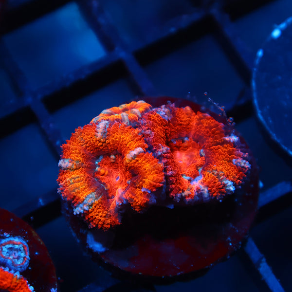 TCK Fluffy Rainbow Acan Lord