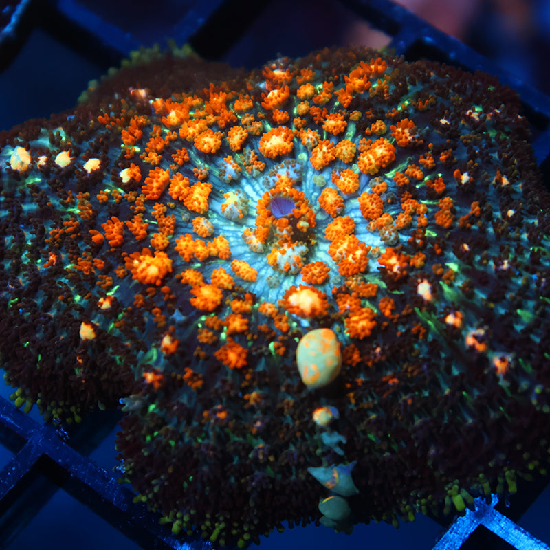 TCK Powerball Bounce Mushroom