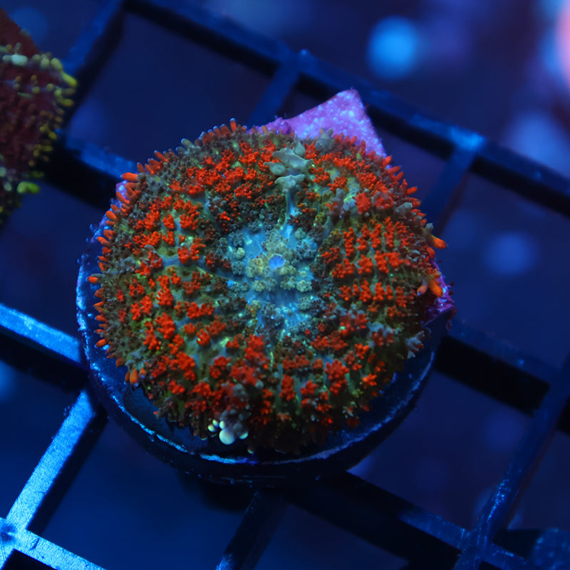 TCK Deathstroke Bounce Mushroom