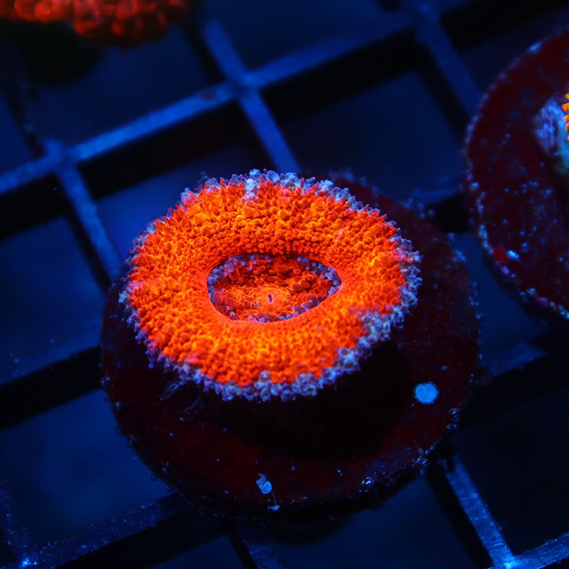 TCK Orange Rainbow Acan Lord