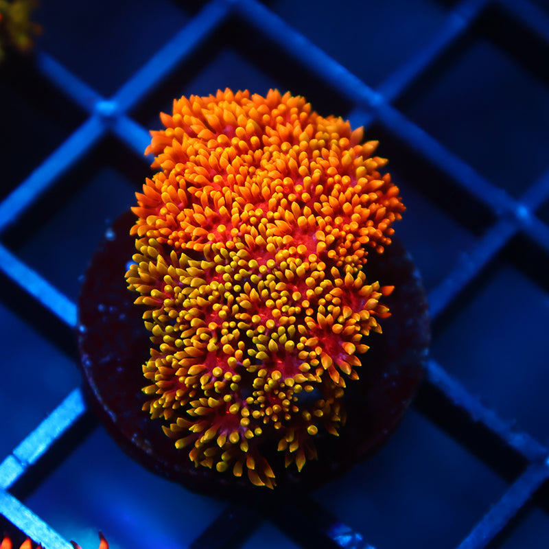 TCK Grafted Rainbow Crunch Goni Bernardpora