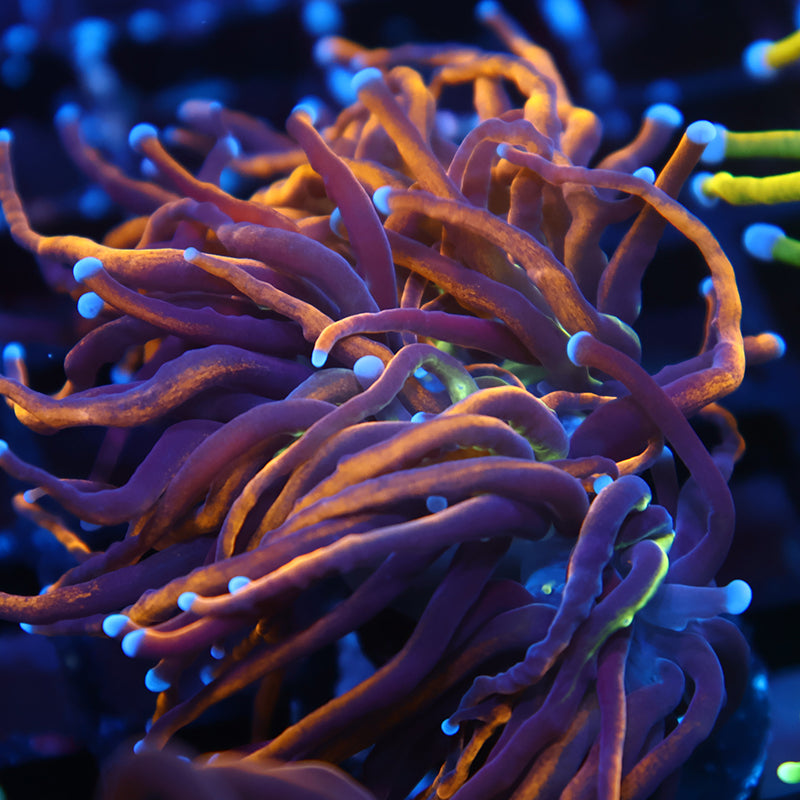 Coral様　3点おまとめ Ended Auctions – TCKCorals