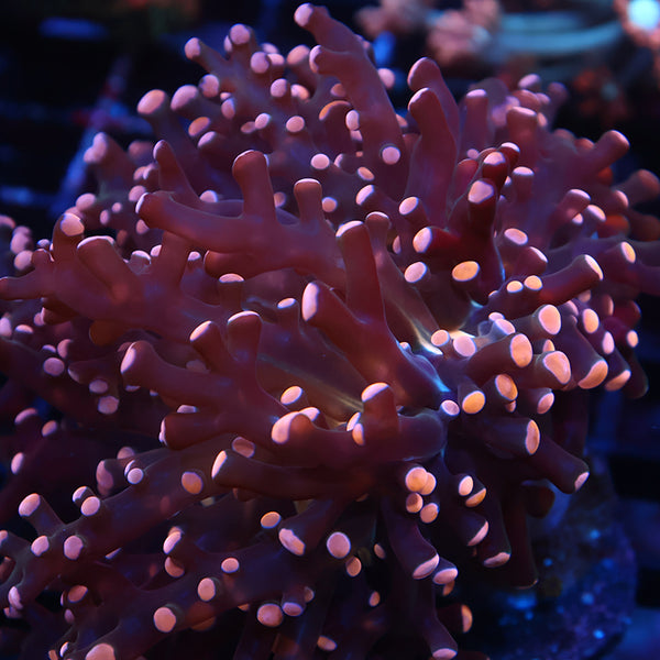 TCK Branching Peach Frogspawn