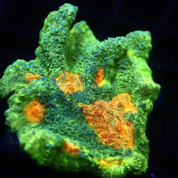 Space Invader Pectinia