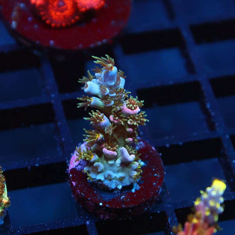Coral様　3点おまとめ Ended Auctions – TCKCorals
