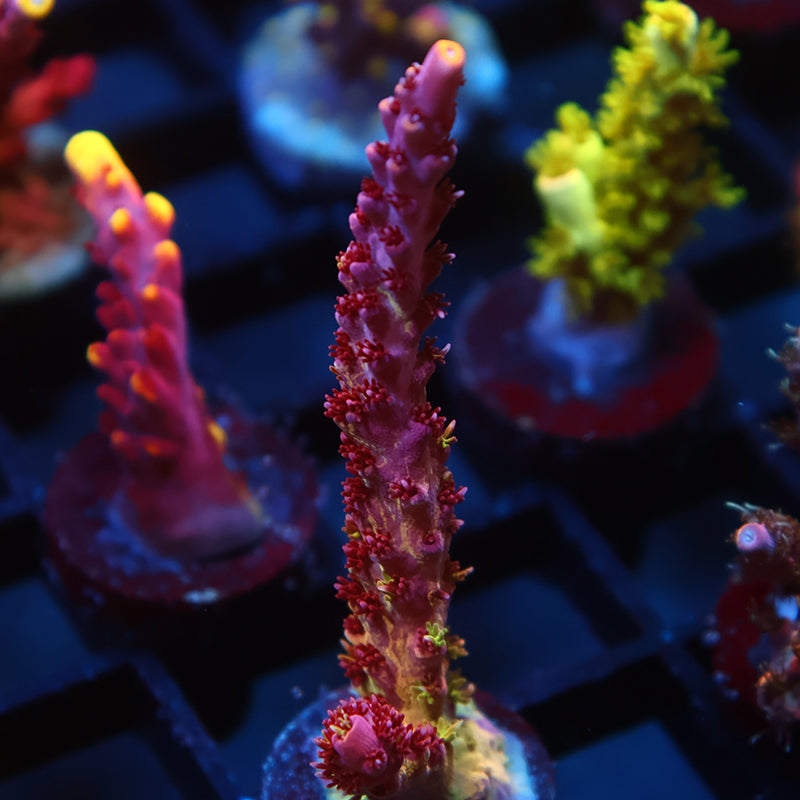 TCK Grafted Kaleidoscope