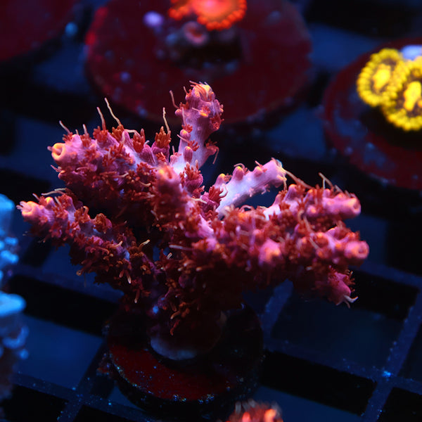 TCK Burning Bush