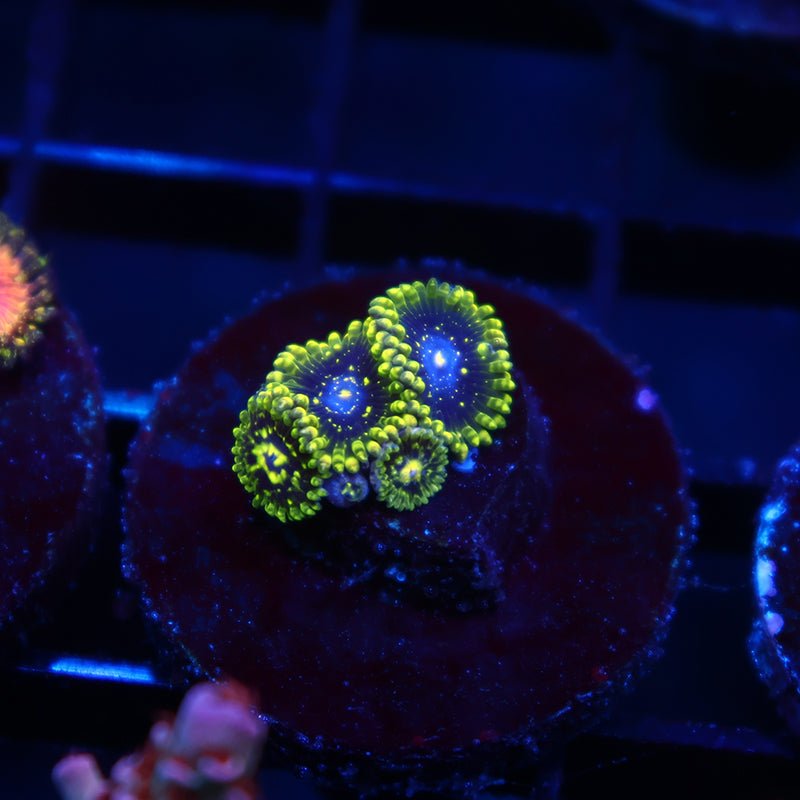 Exospheres