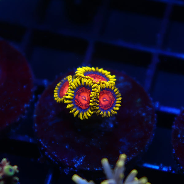 CC Spitfire Zoanthid