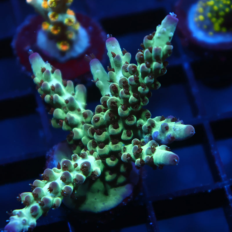 TCK Purple Tip Acro