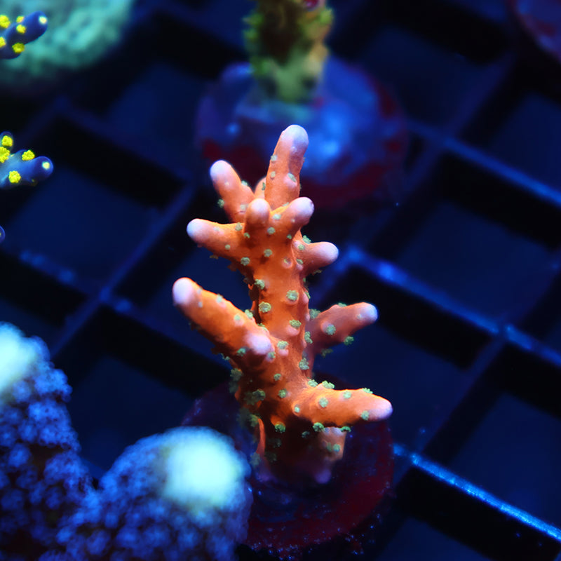 RRC Tropicana Anacropora