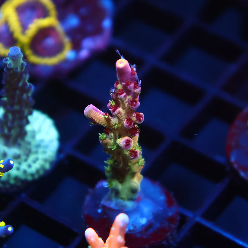 TCK Grafted Kaleidoscope