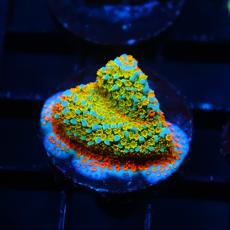 TCK Rainbow Roads Monti