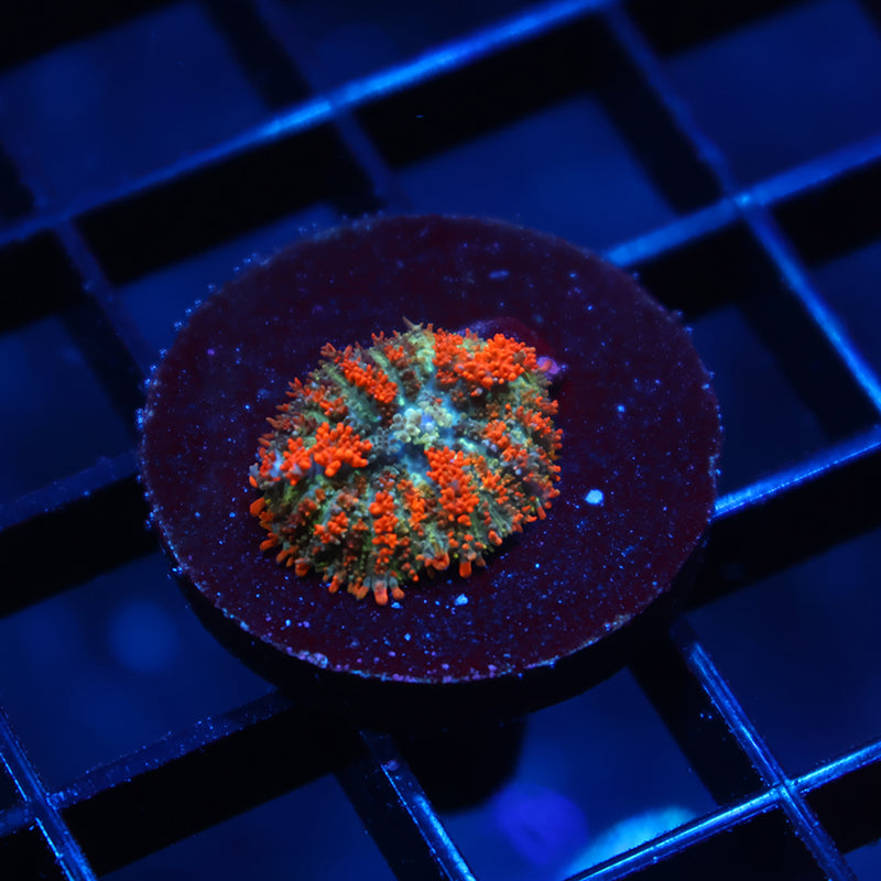 Tiny Deathstroke Bounce Mushroom