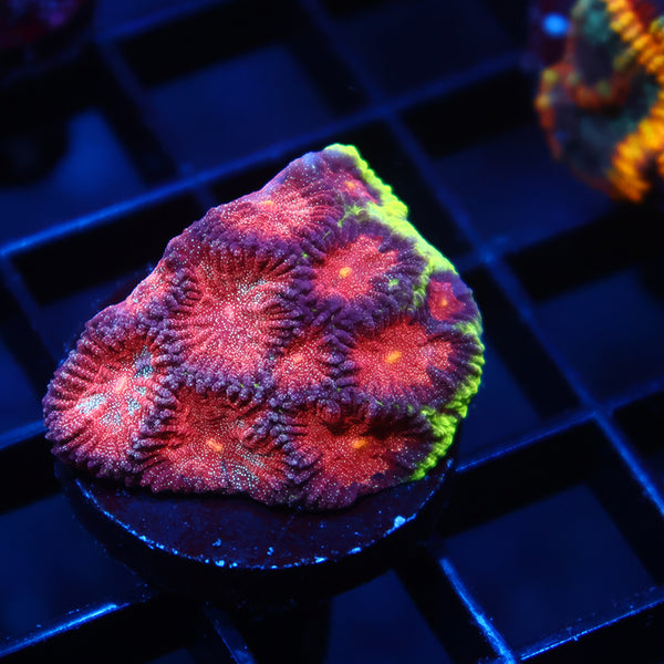 Bejeweled Favia