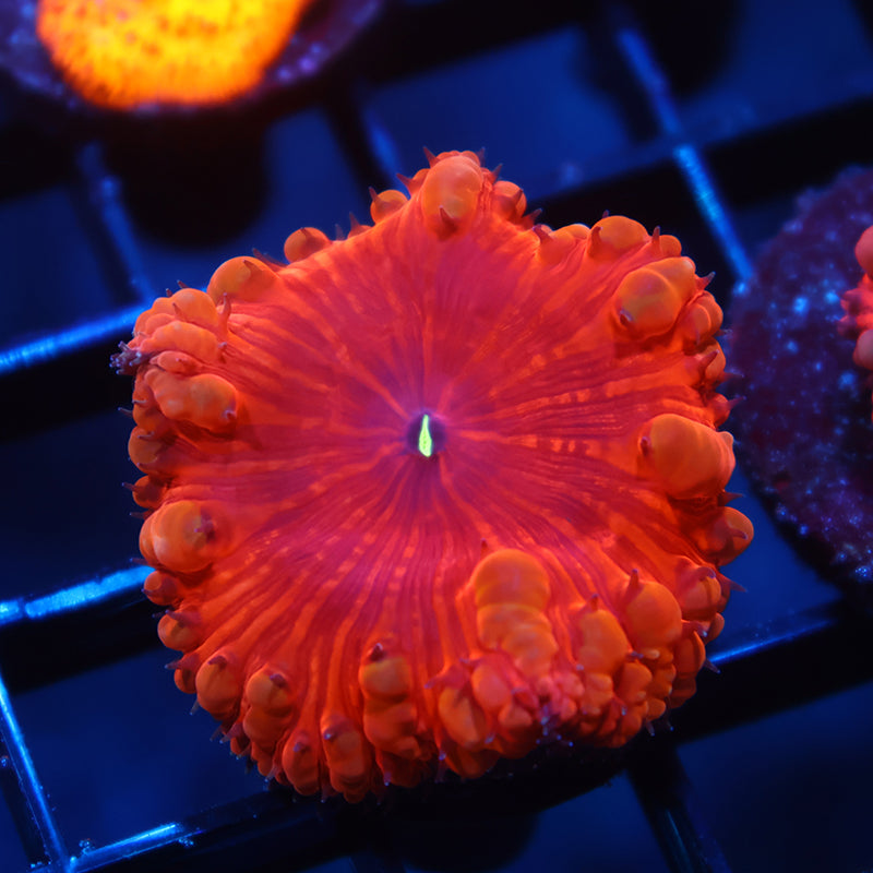 TCK Big Polyp Ruby Red Blastomussa