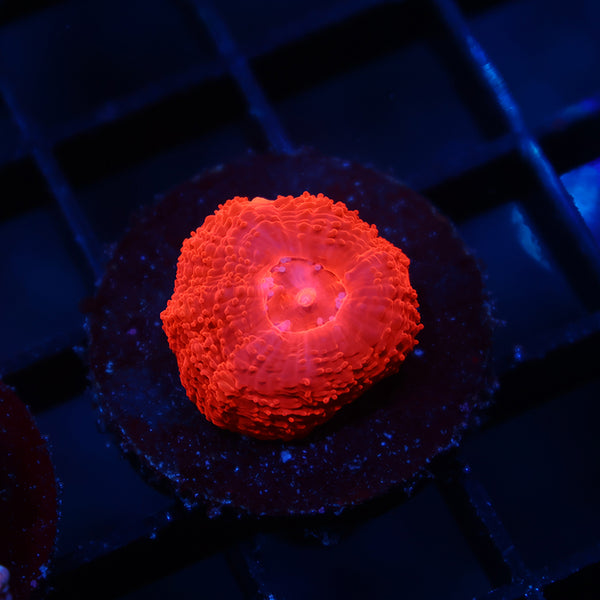 TCK Brent's Bleeding Apple Bowerbanki Red Side