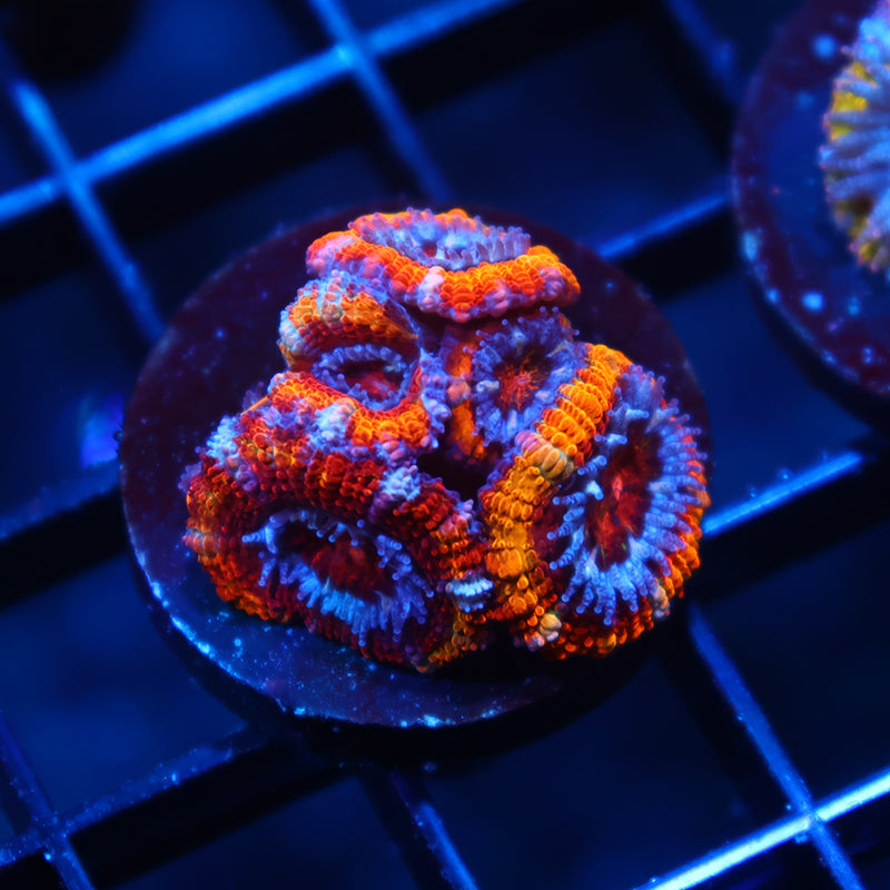 TCK Fluffy Rainbow Acan Lord