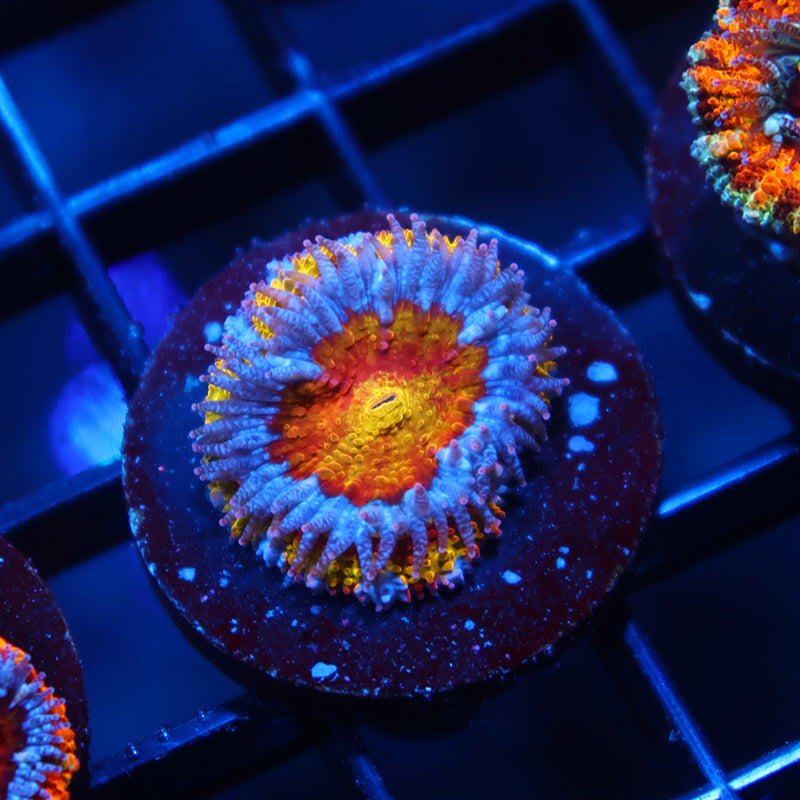 TCK Insanity Rainbow Acan Lord