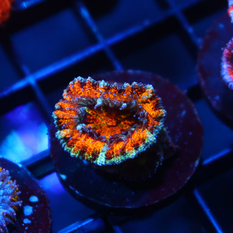 TCK Awesome Orange Acan Lord