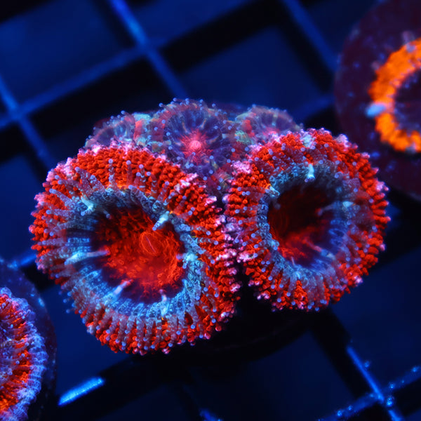 TCK Puffy Red Acan Lord