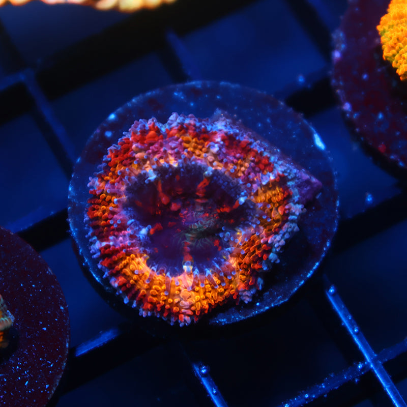 TCK Grafted Sunrise Acan Lord